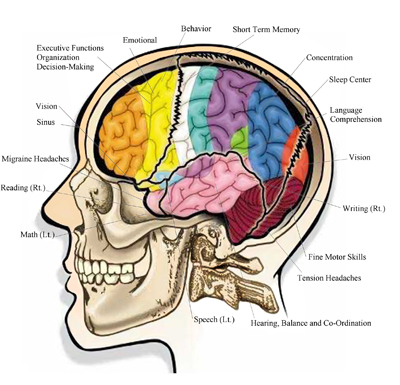 Chiropractic Cranial